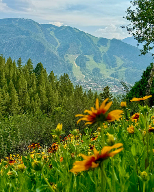 Summer Wildflowers